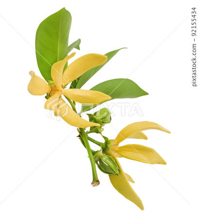 Yellow flower, Magnolia champaca flower isolated on white background 92155434