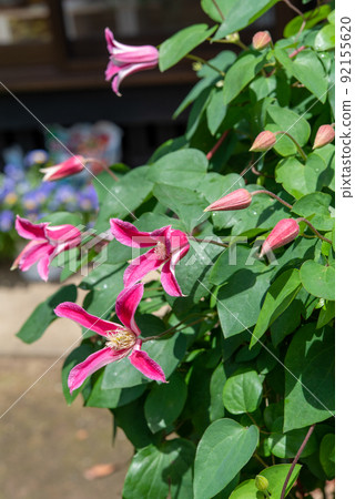 鐵線蓮戴安娜王妃花瓶型 92155620