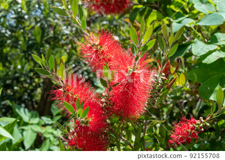 Callistemon speciosus callistemon speciosus 花 Callistemon speciosus callistemon speciosus 花 92155708