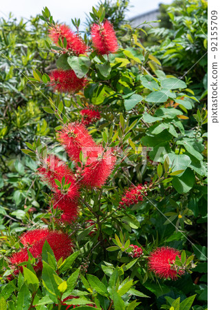 Callistemon speciosus callistemon speciosus 花 Callistemon speciosus callistemon speciosus 花 92155709