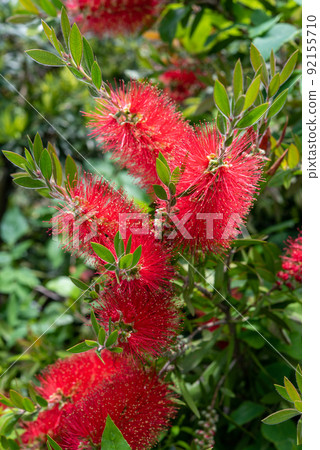 Callistemon speciosus callistemon speciosus 花 Callistemon speciosus callistemon speciosus 花 92155710