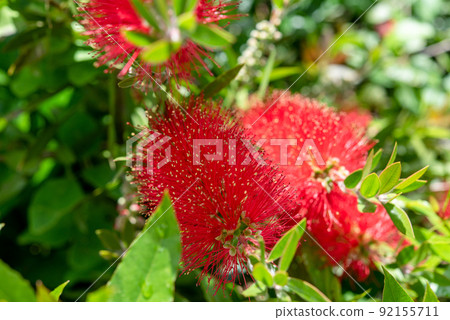 Callistemon speciosus callistemon speciosus 花 Callistemon speciosus callistemon speciosus 花 92155711