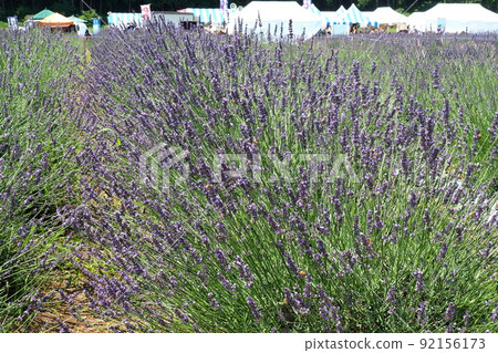 Millennium Garden Lavender Garden, purple lavender [Arashiyama Town, Saitama Prefecture] 92156173