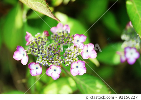 非常罕見的 Kiyosumi Sawa 繡球花 (Kiyosumizawa Hydrangea) 92156227