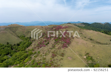 小川峰的杜鵑花（愛媛縣熊高原町） 92156251