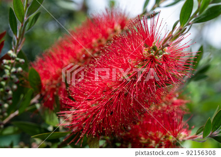 Callistemon speciosus callistemon speciosus 花 92156308