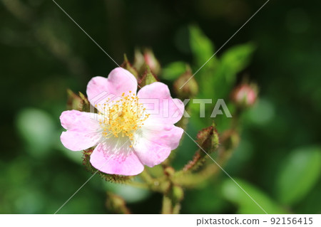 Tsukushiibara (Tsukushi Ibaraki) Bloomed beautifully this year as well! Tsukushiibara (Tsukushi Ibaraki) Bloomed beautifully this year as well! 92156415