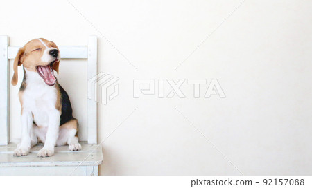 打呵欠的比格犬 打呵欠的比格犬 92157088