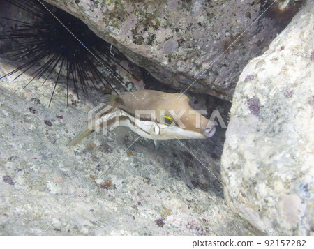河豚魚 92157282