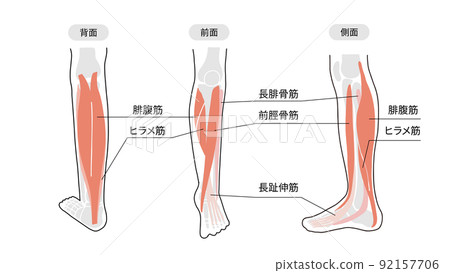 Image illustration of lower limb muscles such as calves, knees, and shins 92157706