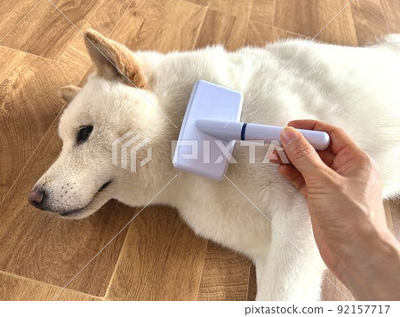 柴犬被刷 柴犬被刷 92157717