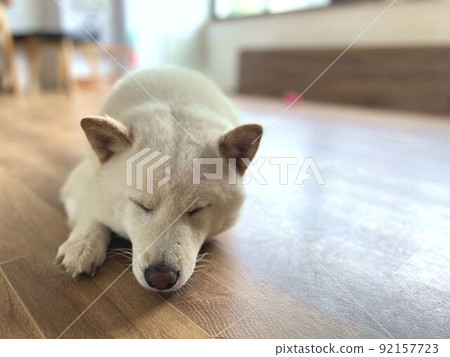 Shiba Inu正在睡覺 92157723