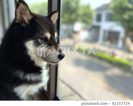 Shiba Inu looking out the window Shiba Inu looking out the window 92157724