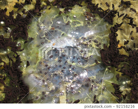 Tadpoles that have just hatched with eggs Tadpoles that have just hatched with eggs 92158216