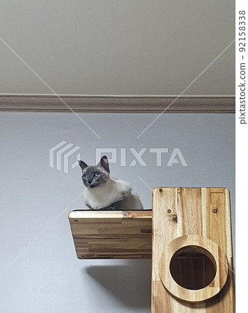 cat on the cat tower 92158338