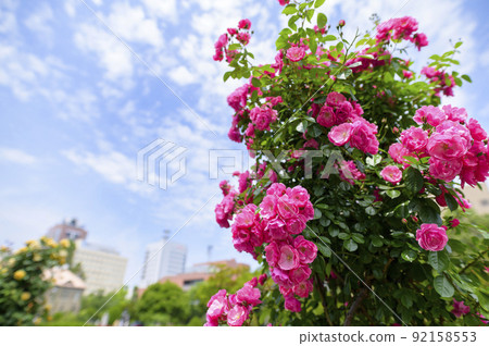 Rose garden in full bloom (Obelisk tailoring of vine roses) 92158553