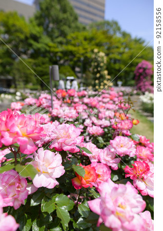 Rose garden in full bloom 92158556