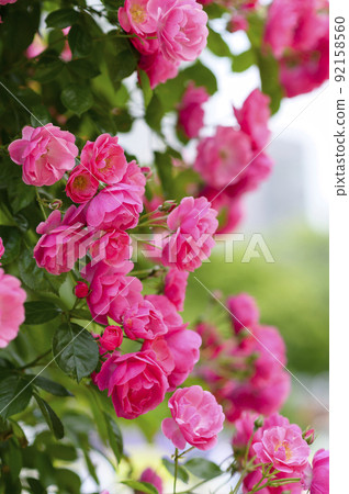 Rose garden in full bloom 92158560