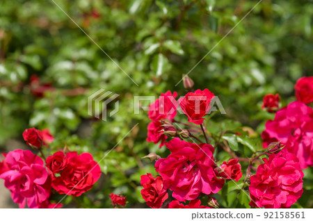 Rose garden in full bloom Rose garden in full bloom 92158561