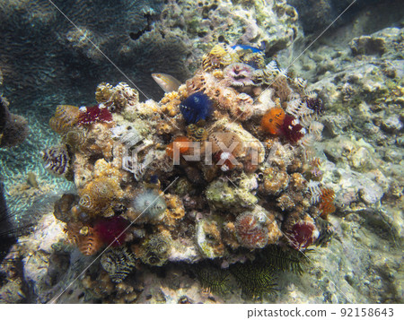 大旋鰓蟲 92158643