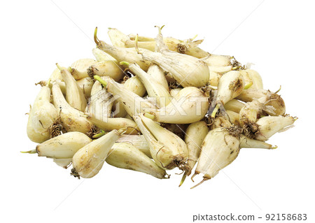 Scallions with mud_06 (with pass) 92158683