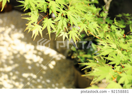 Aoba maple 92158881