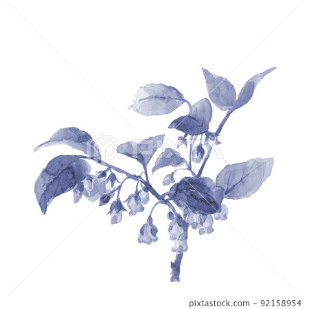 Redvein enkianthus with branches and leaves Blue tone [Hand-painted watercolor] White background Transparent background Copy space 92158954