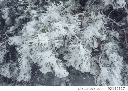 Snow-covered branches of pine tree on mountain Ai-Petri. Crimea Snow-covered branches of pine tree on mountain Ai-Petri. Crimea 92159117