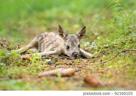Adorable roe deer fawn in forest Adorable roe deer fawn in forest 92160105
