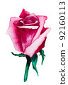 A bud blooming purple rose. Watercolor illustration 92160113