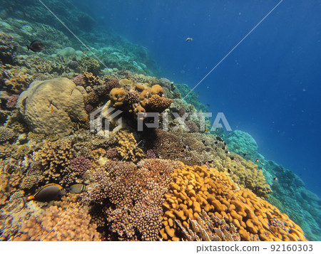 Coral reef garden in red sea, Marsa Alam Egypt Coral reef garden in red sea, Marsa Alam Egypt 92160303