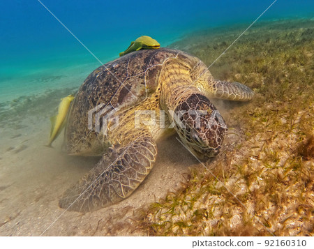 Adult green sea turtle, Chelonia mydas, Marsa Alam Egypt Adult green sea turtle, Chelonia mydas, Marsa Alam Egypt 92160310