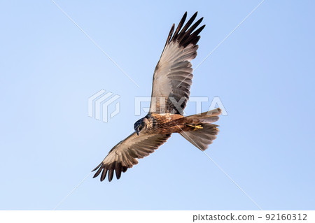 Marsh Harrier, Circus aeruginosus, Birds of prey, Europe Wildlife 92160312