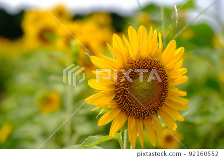 sunflower sunflower 92160552