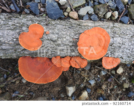 牡蠣蘑菇 92160714