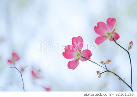 Dogwood in full bloom 92161156