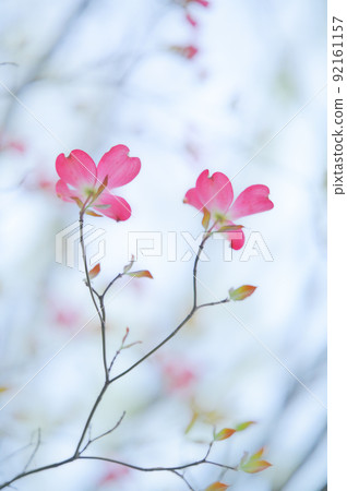 山茱萸盛開 92161157