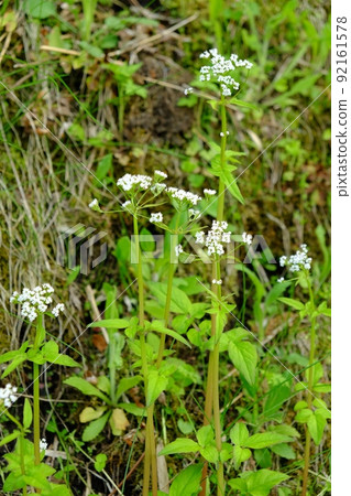 Valeriana flaccidus flowers blooming on the bank [Tsukui, Sagamihara City, April] 92161578