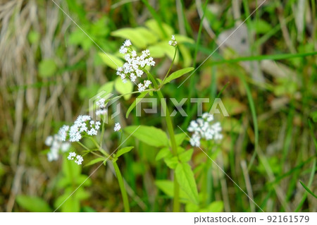 Valeriana flaccidus flowers blooming on the bank [Tsukui, Sagamihara City, April] 92161579