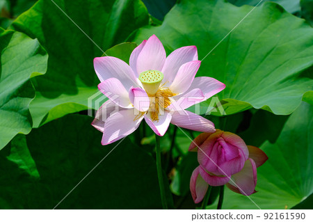 Oga lotus Oga lotus 92161590