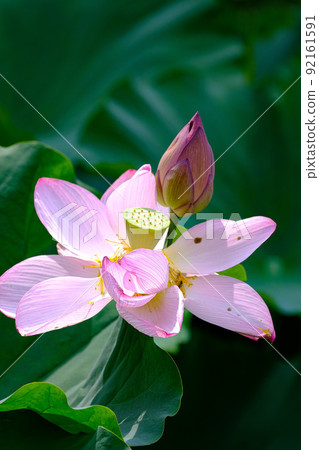 Oga lotus Oga lotus 92161591