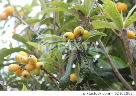 Loquat tree with fruit Loquat tree with fruit 92161892