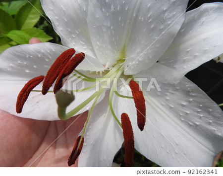 大“卡薩布蘭卡”花 92162341