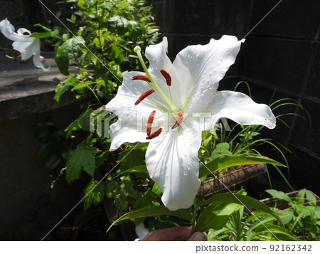 大“卡薩布蘭卡”花 大“卡薩布蘭卡”花 92162342