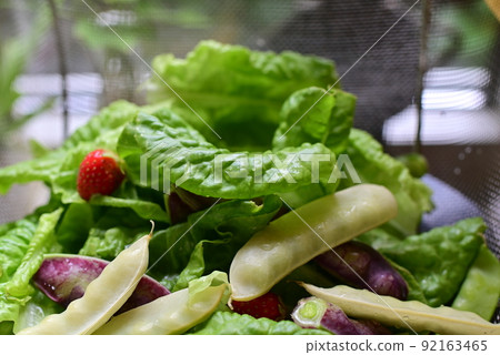 Sugar snap peas in different colours on a salad bed 92163465