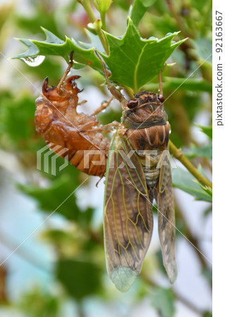 Emergence of cicadas in the rain Emergence of brown cicada 92163667