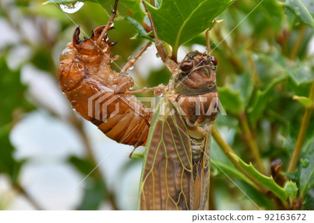 Emergence of cicadas in the rain Emergence of brown cicada 92163672