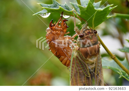 Emergence of cicadas in the rain Emergence of brown cicada 92163683