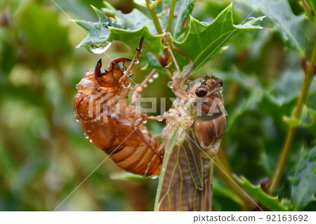 Emergence of cicadas in the rain Emergence of brown cicada 92163692