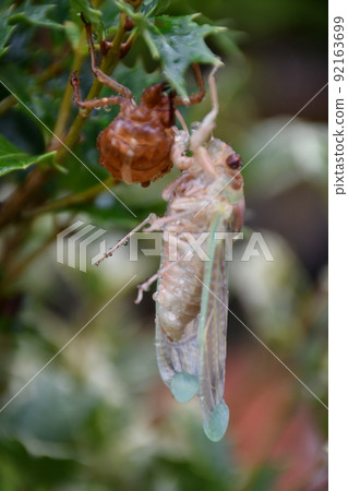 Emergence of cicadas in the rain Emergence of brown cicada Emergence of cicadas in the rain Emergence of brown cicada 92163699